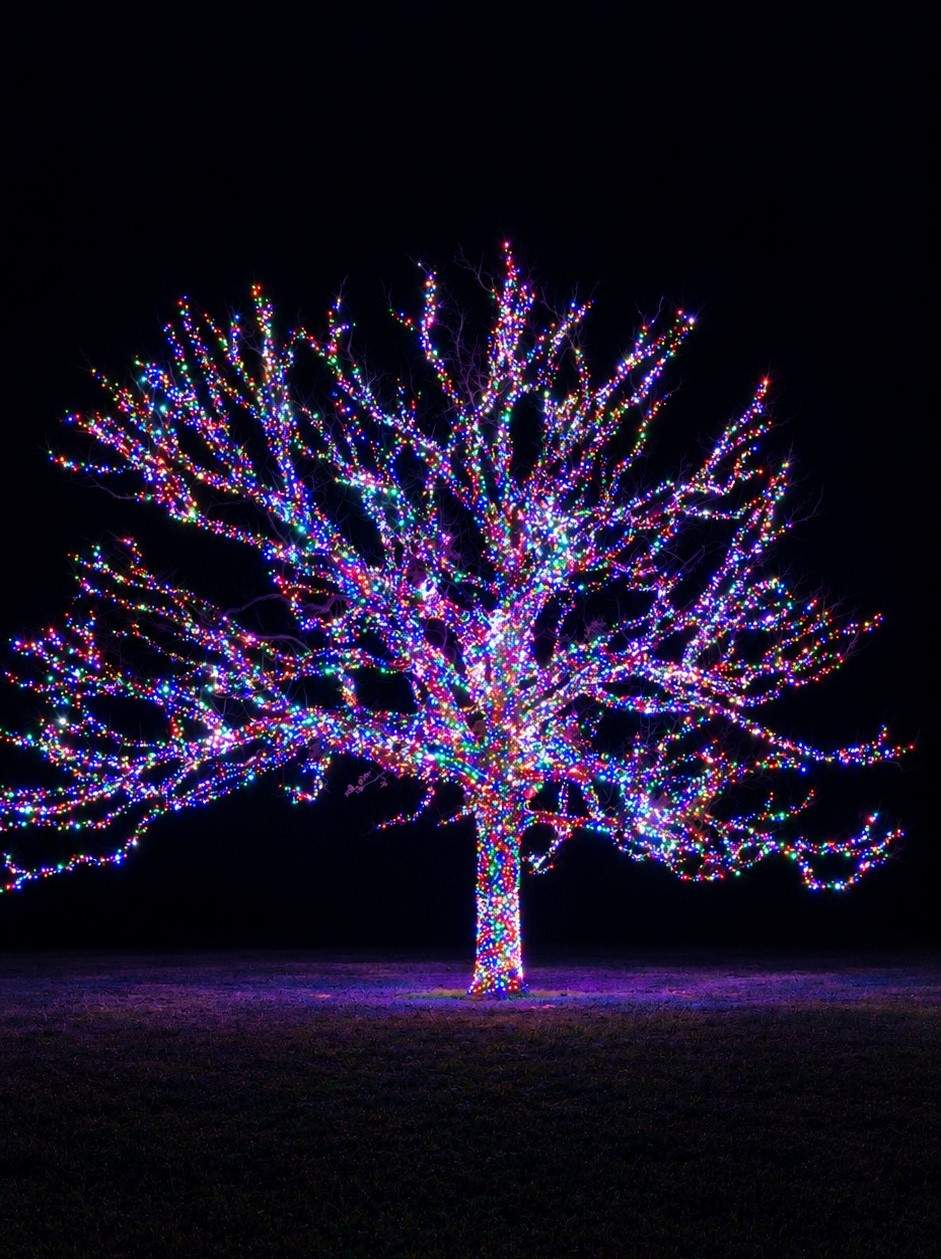 Tree wrapped in colorful holiday lights